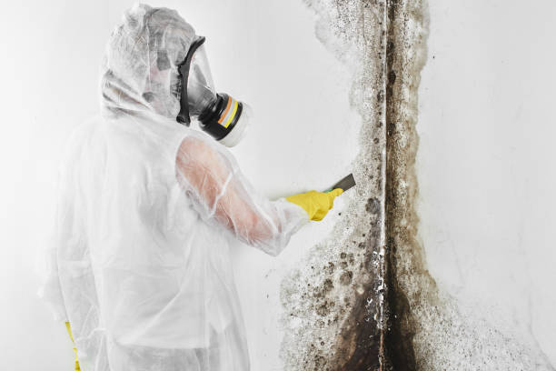 Best Mold Testing and Removal  in Delta Junction, AK