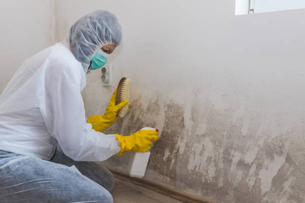 Best Best Mold Removal Companies  in Delta Junction, AK