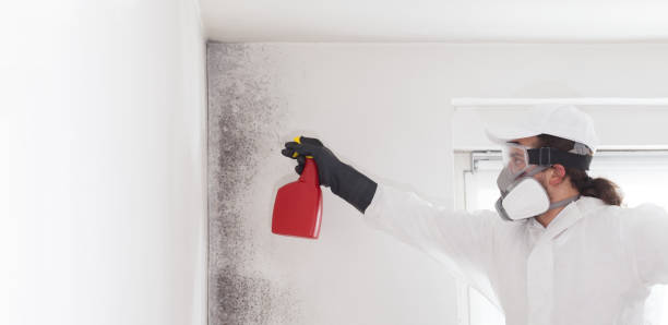 Best Attic Mold Removal  in Delta Junction, AK