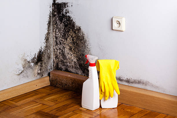 Best Certified Mold Removal  in Delta Junction, AK