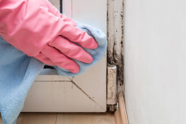 Best Home Mold Removal  in Delta Junction, AK